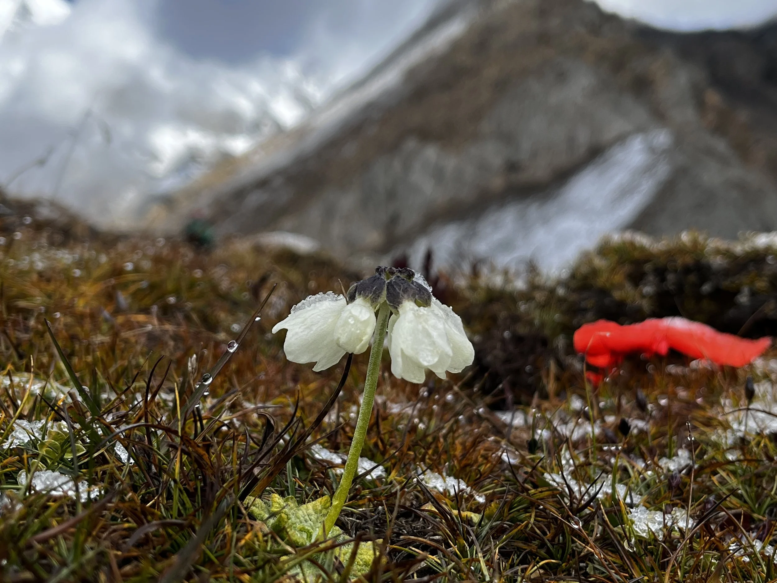 Nepal Primrose and frost.jpeg