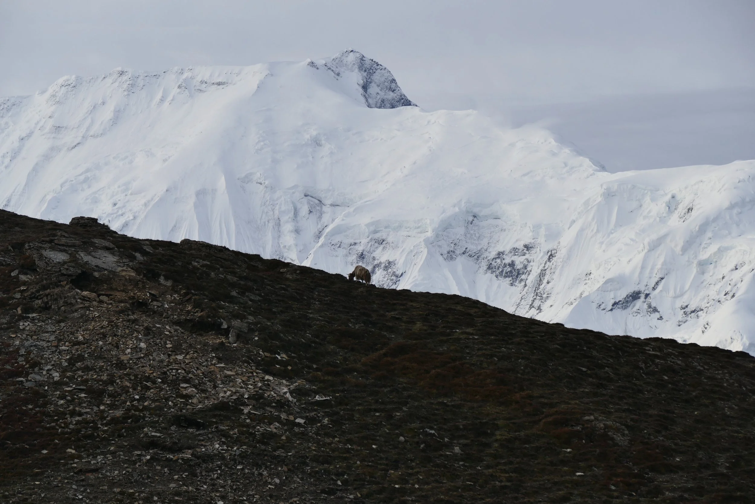 NGS proof - 1 - from base camp Nepal.jpeg