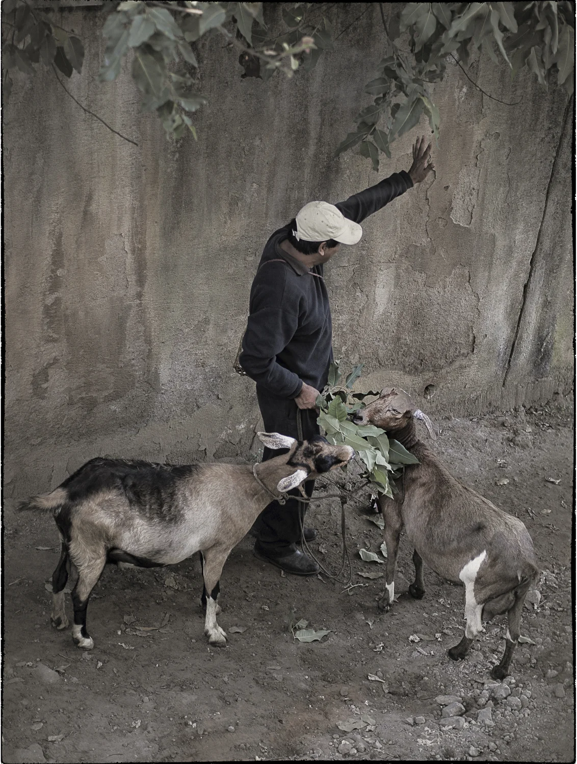 Goats Snaking B170219 let stroke.jpg