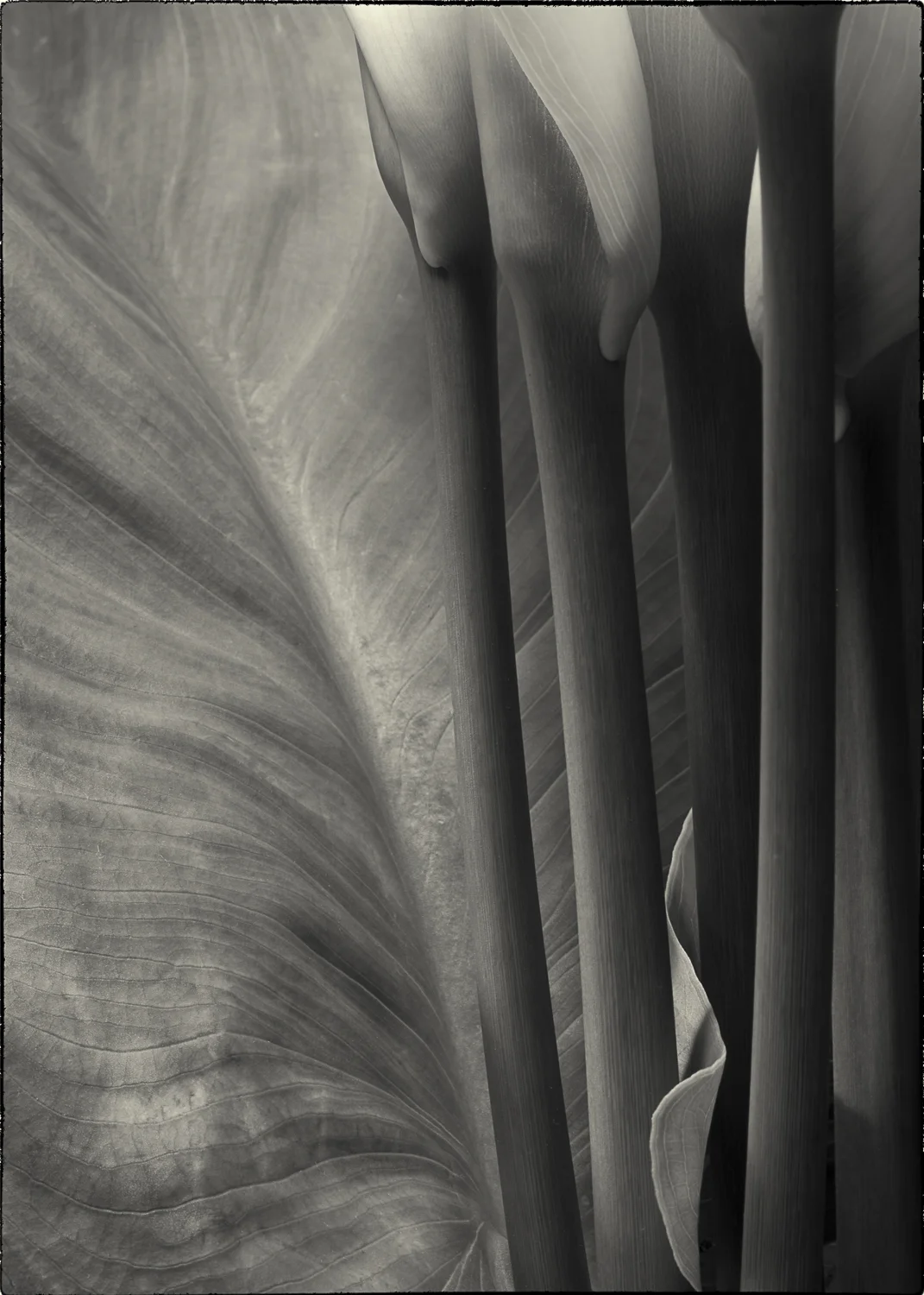 Cartucho Leaf 5120351 A3 stroke.jpg
