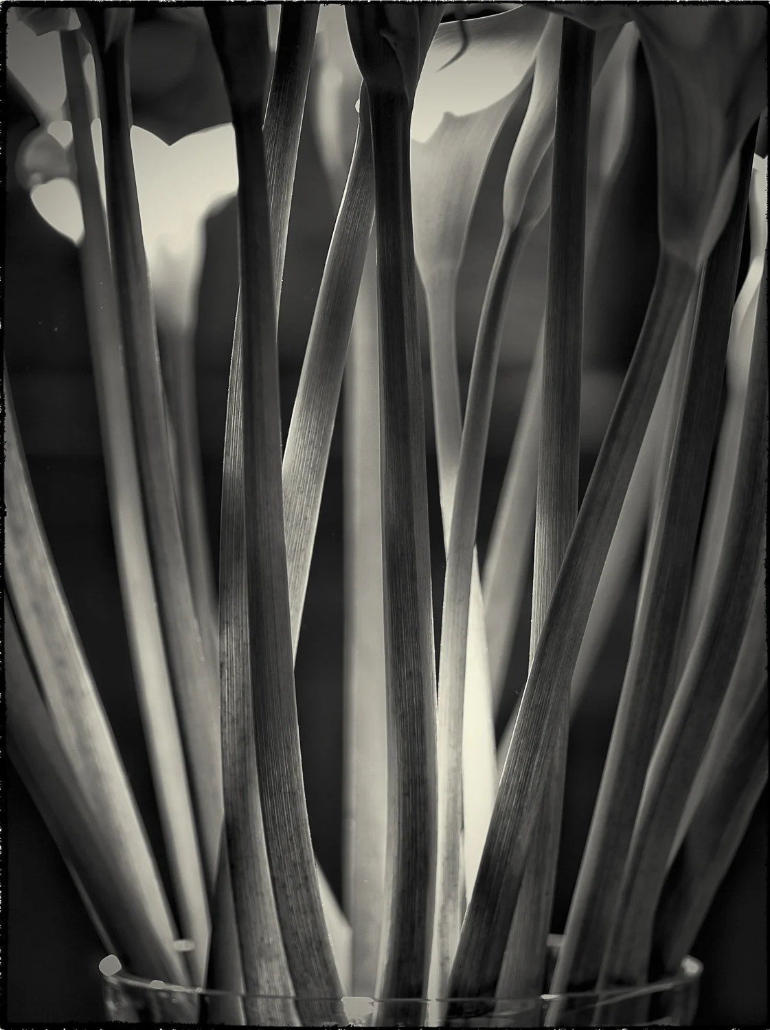 Cartuchos Vase 9170760 A3 stroke.jpg