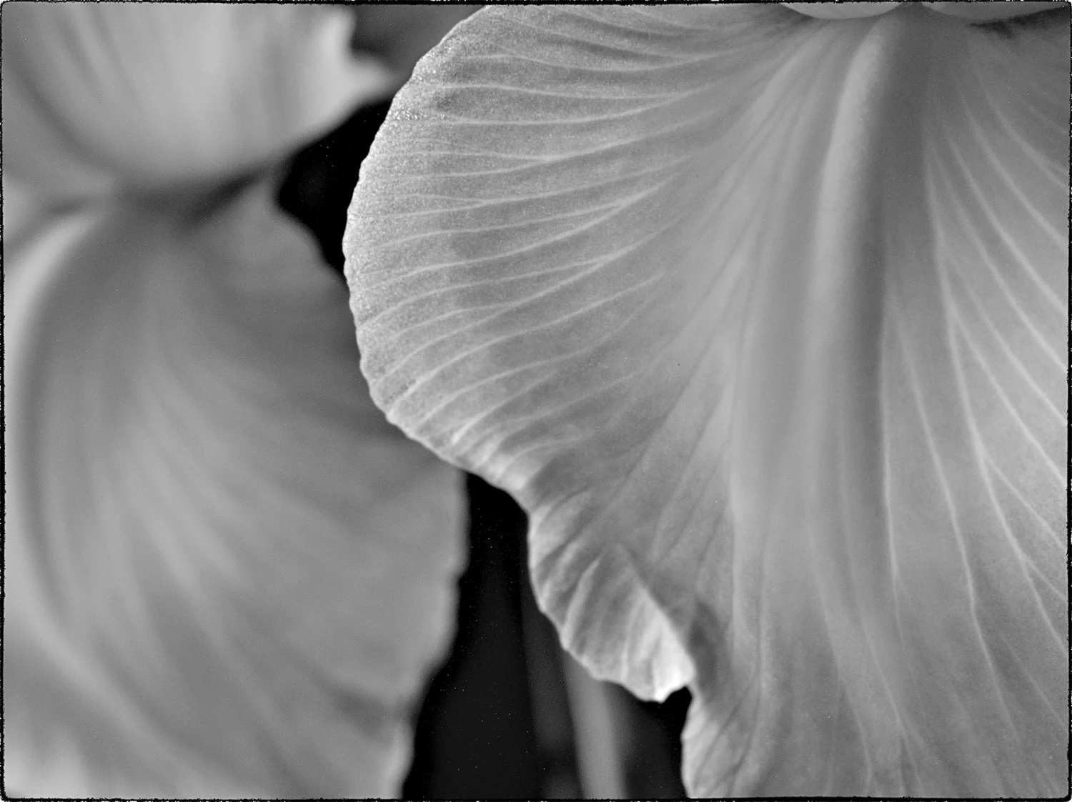 Iris B&W 1230751 17x22-Edit.jpg