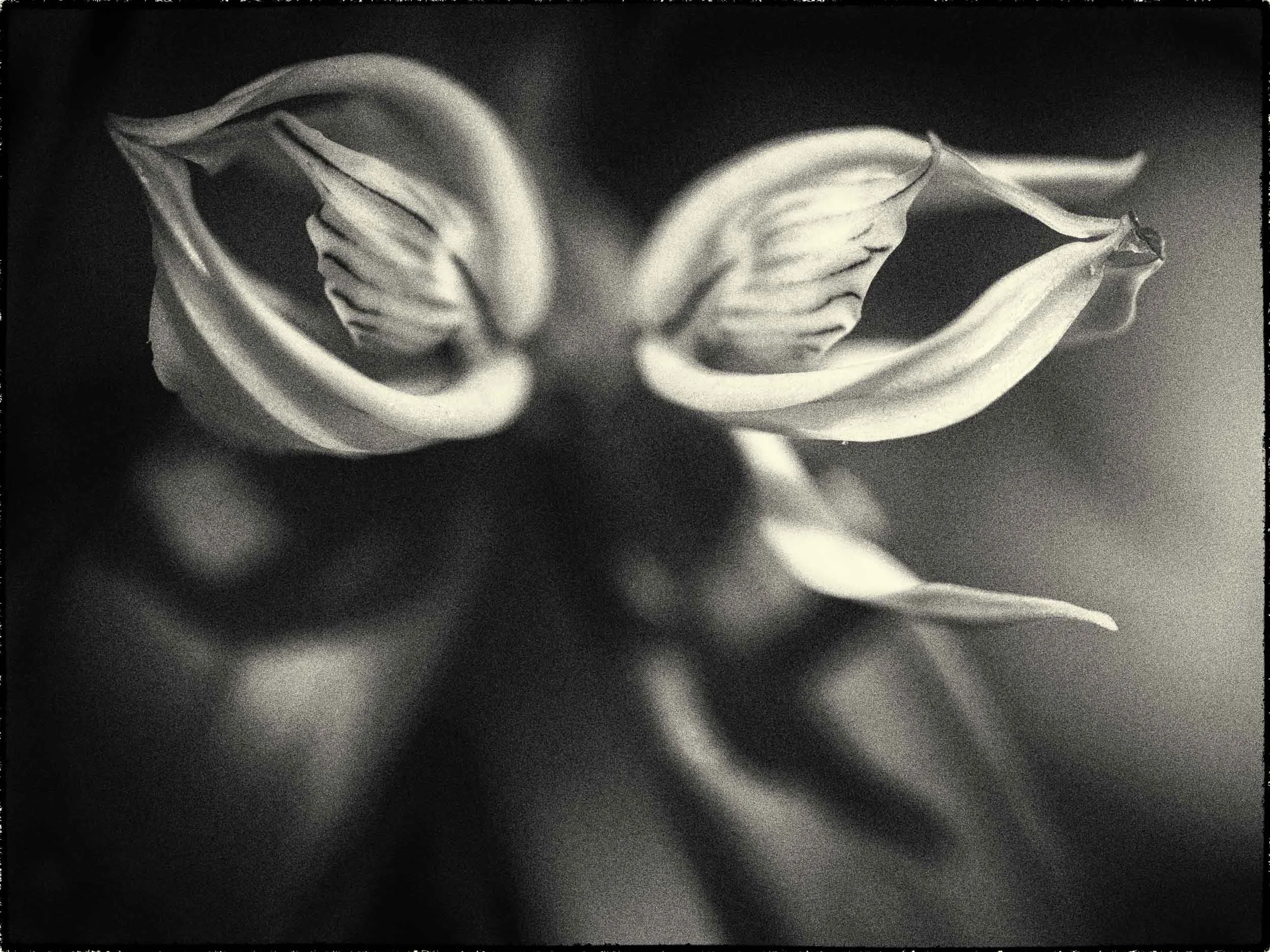 Square Space Nature-_4230589JCD1JCD1JCD1.jpg