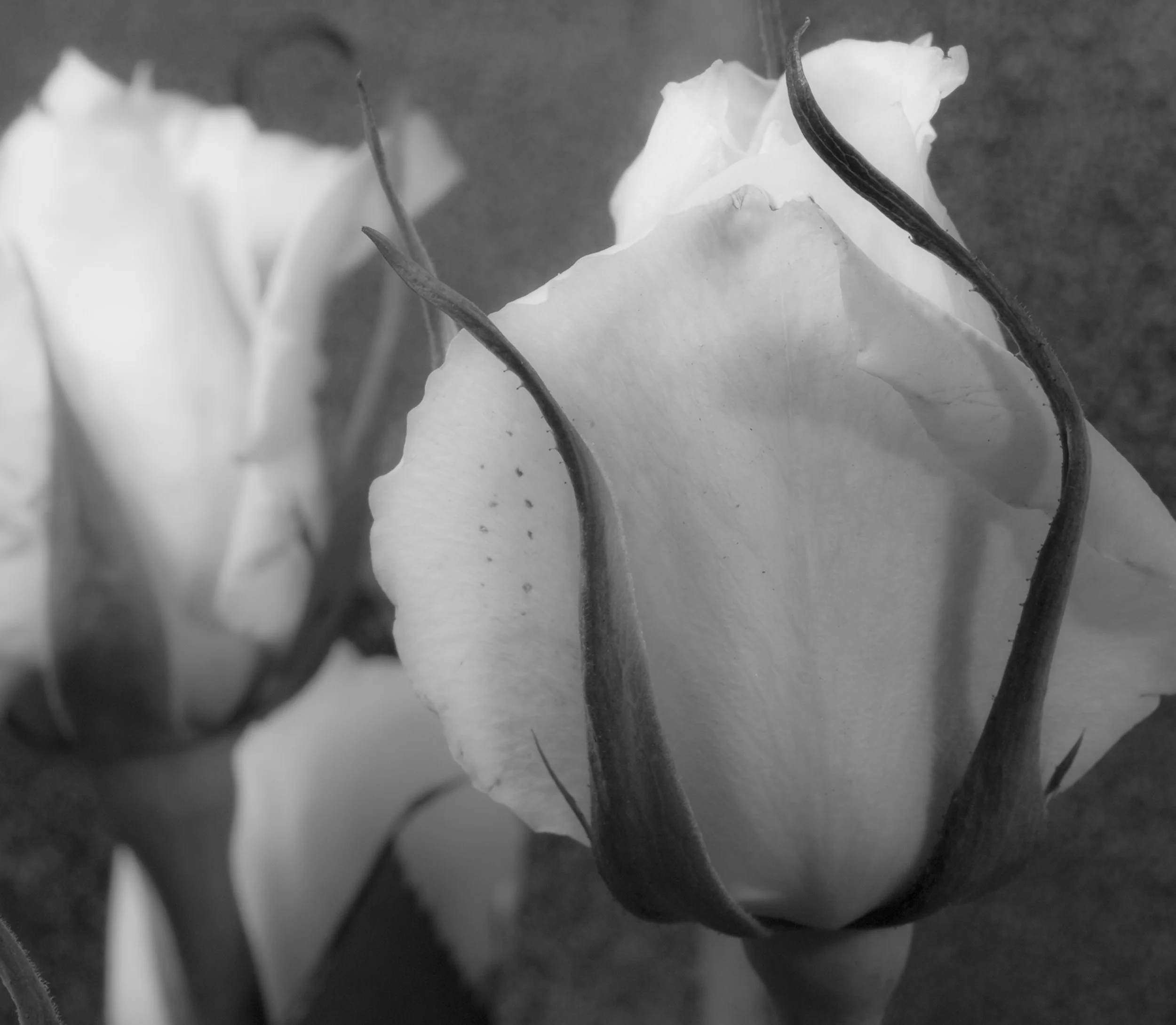 roses 6x brt.jpg