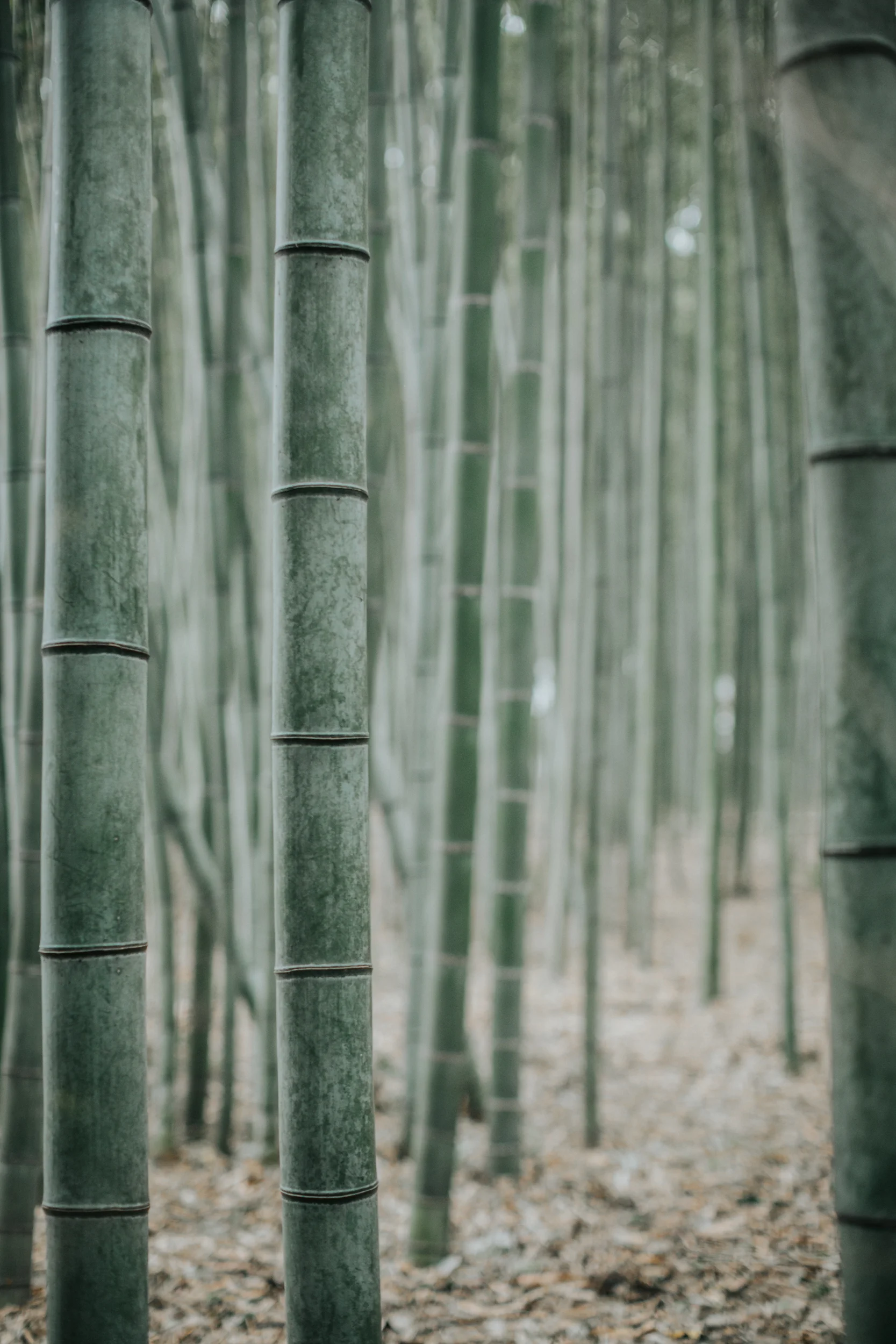 Japan_SweetHeirloom_0552.jpg