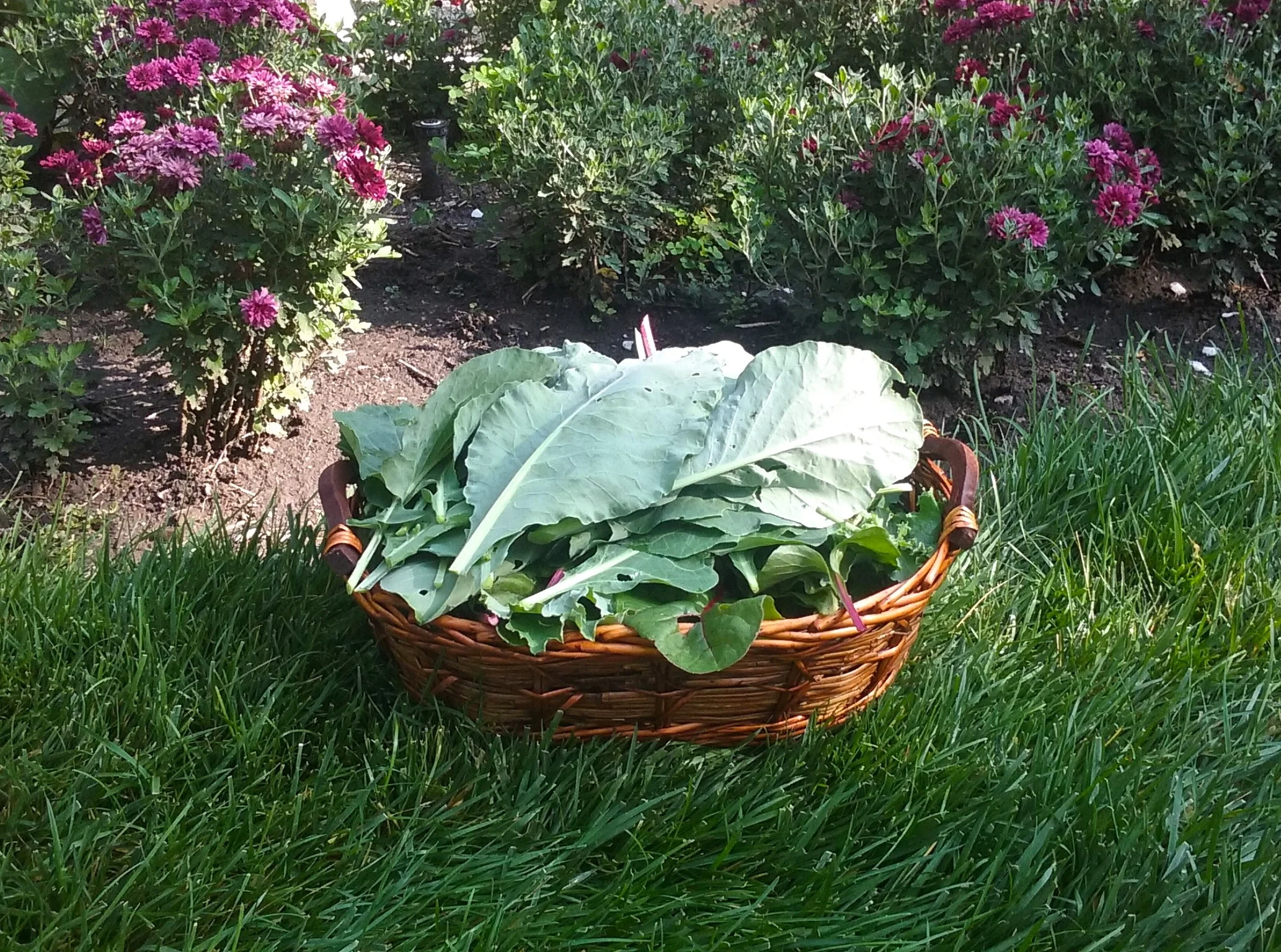 Basket of greens.jpg