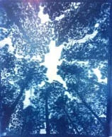 Greenough 7.jpg