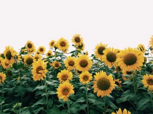 13 Choices for Happiness and High Self-esteem