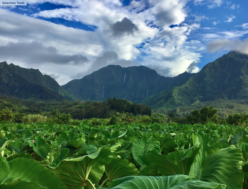 Hale Halawai - view of mtns and waterfalls with Taro .png