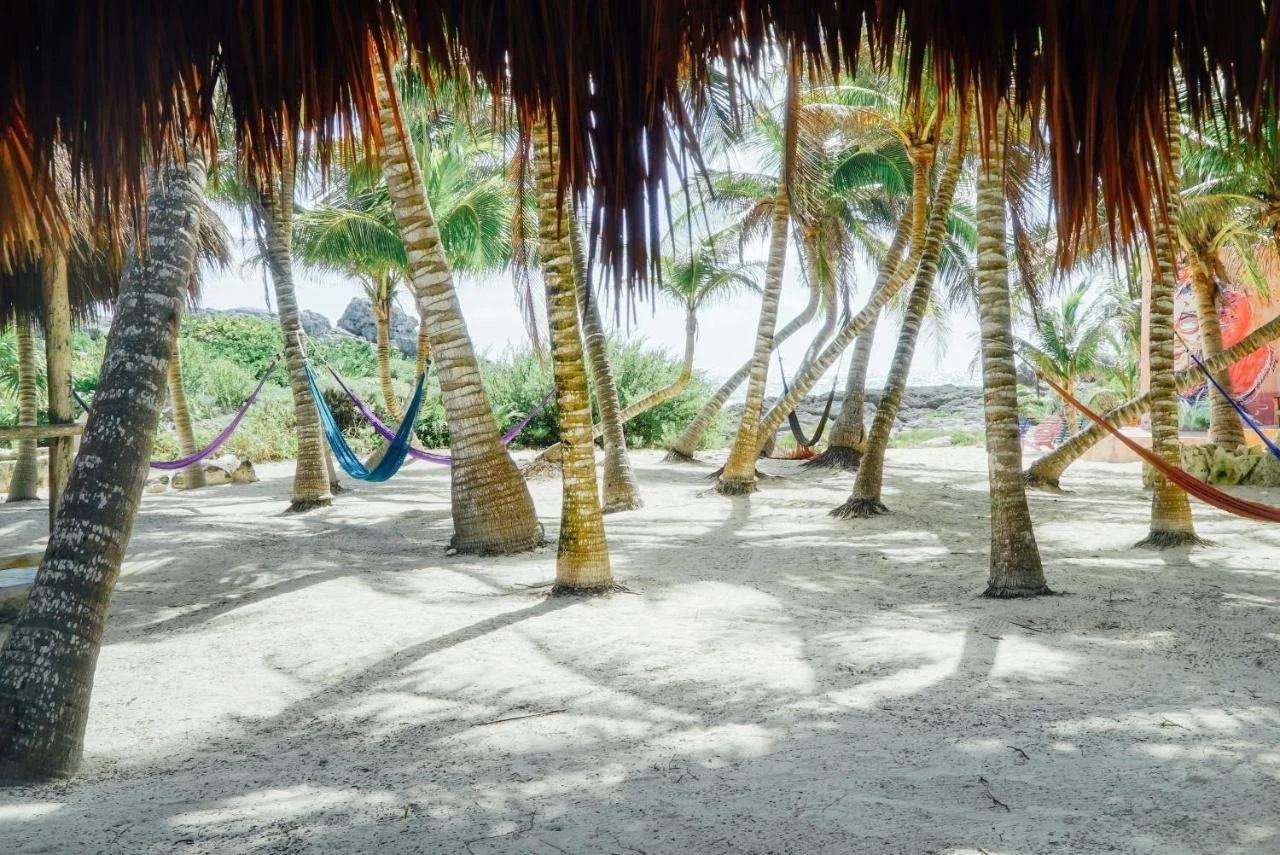 Zamas hotel tulum palm tree area .jpeg
