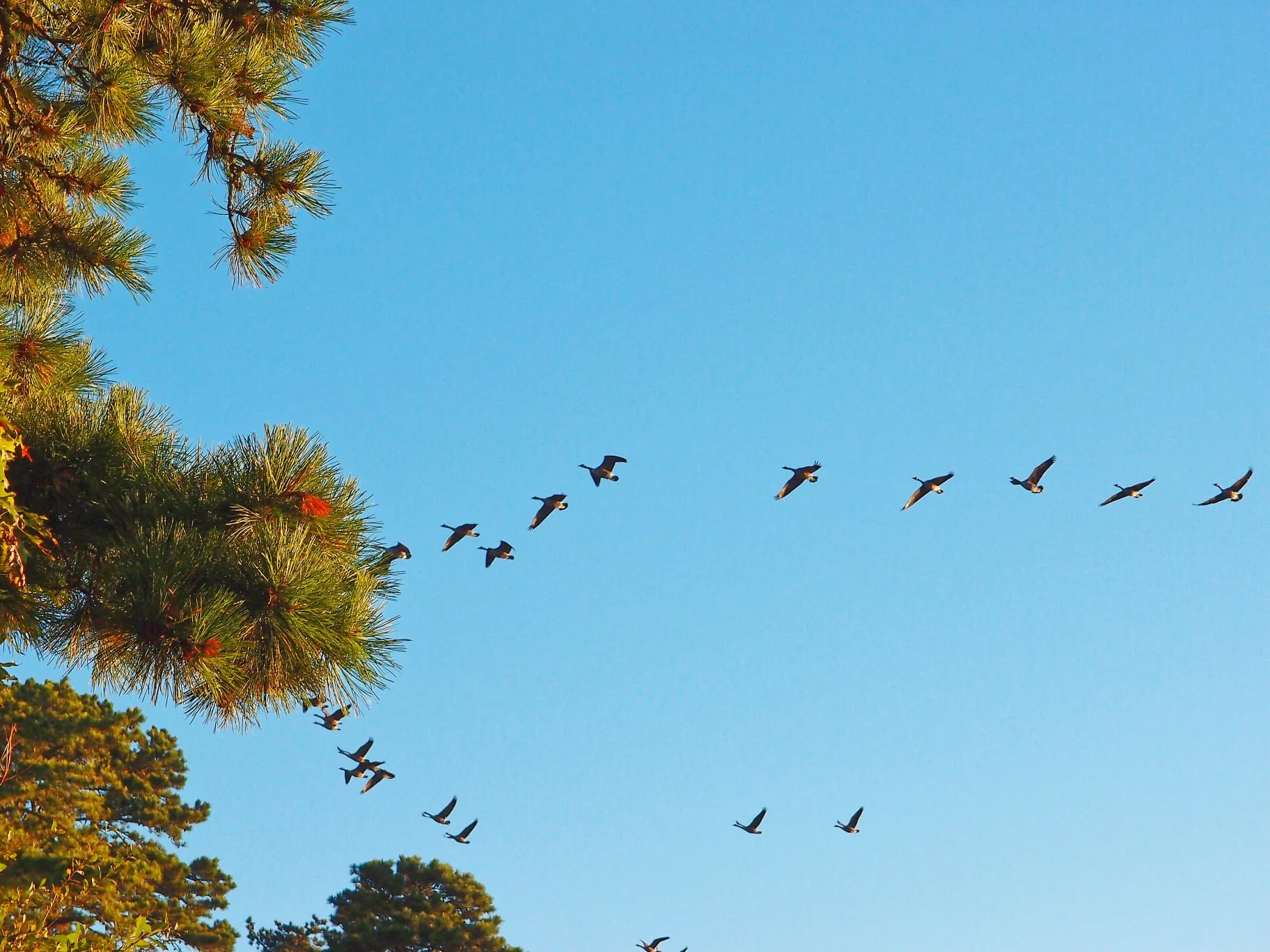 cape cod yoga retreat - birds flying pic .jpeg
