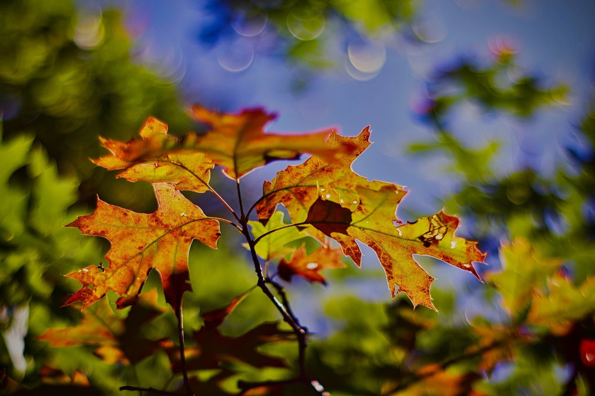 cape cod yoga retreat - fall leaves up close pic .jpeg