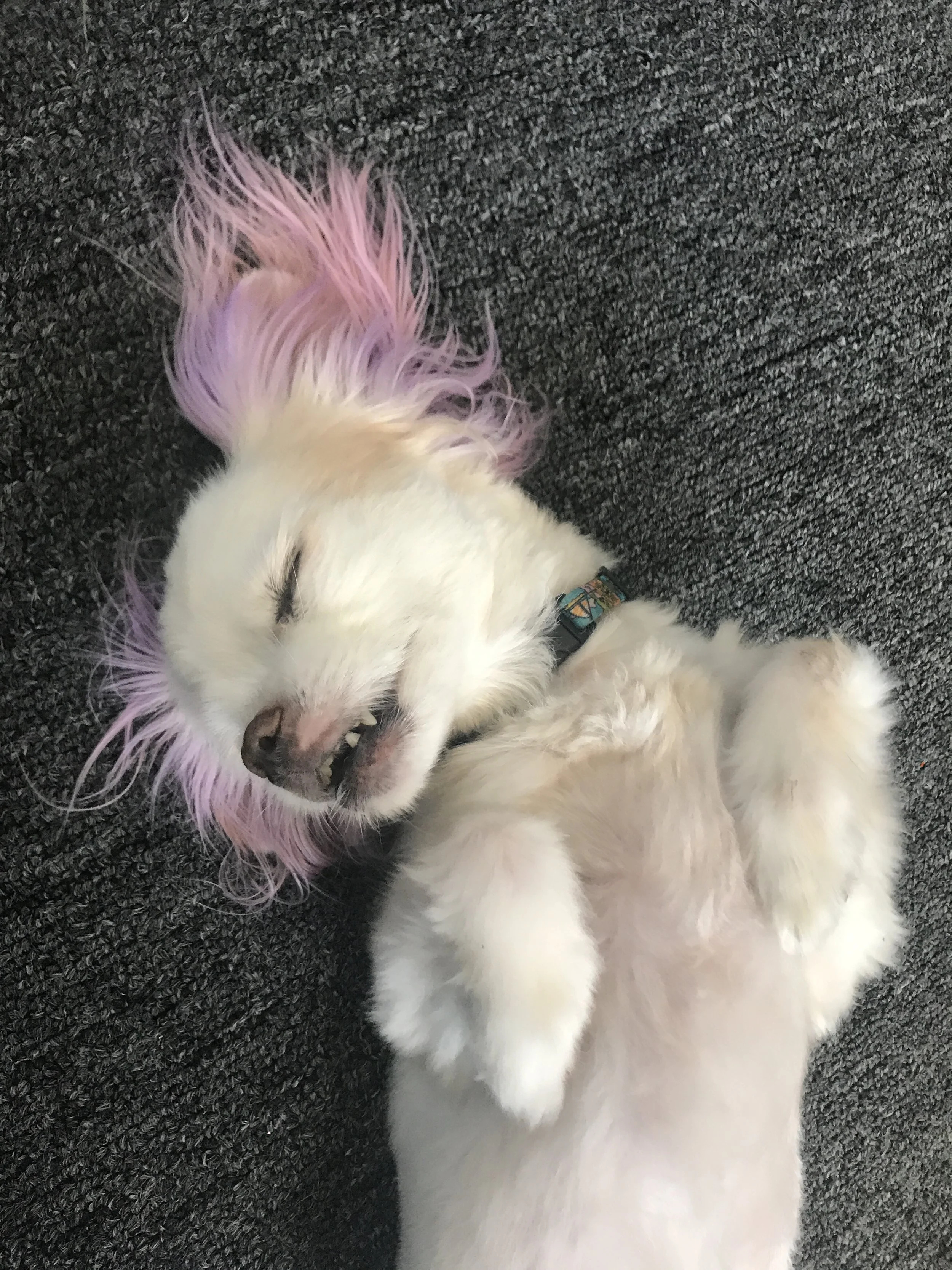RECREATING MY DOG’S MAJESTIC NAPPING: MOONLIT SKINCARE 