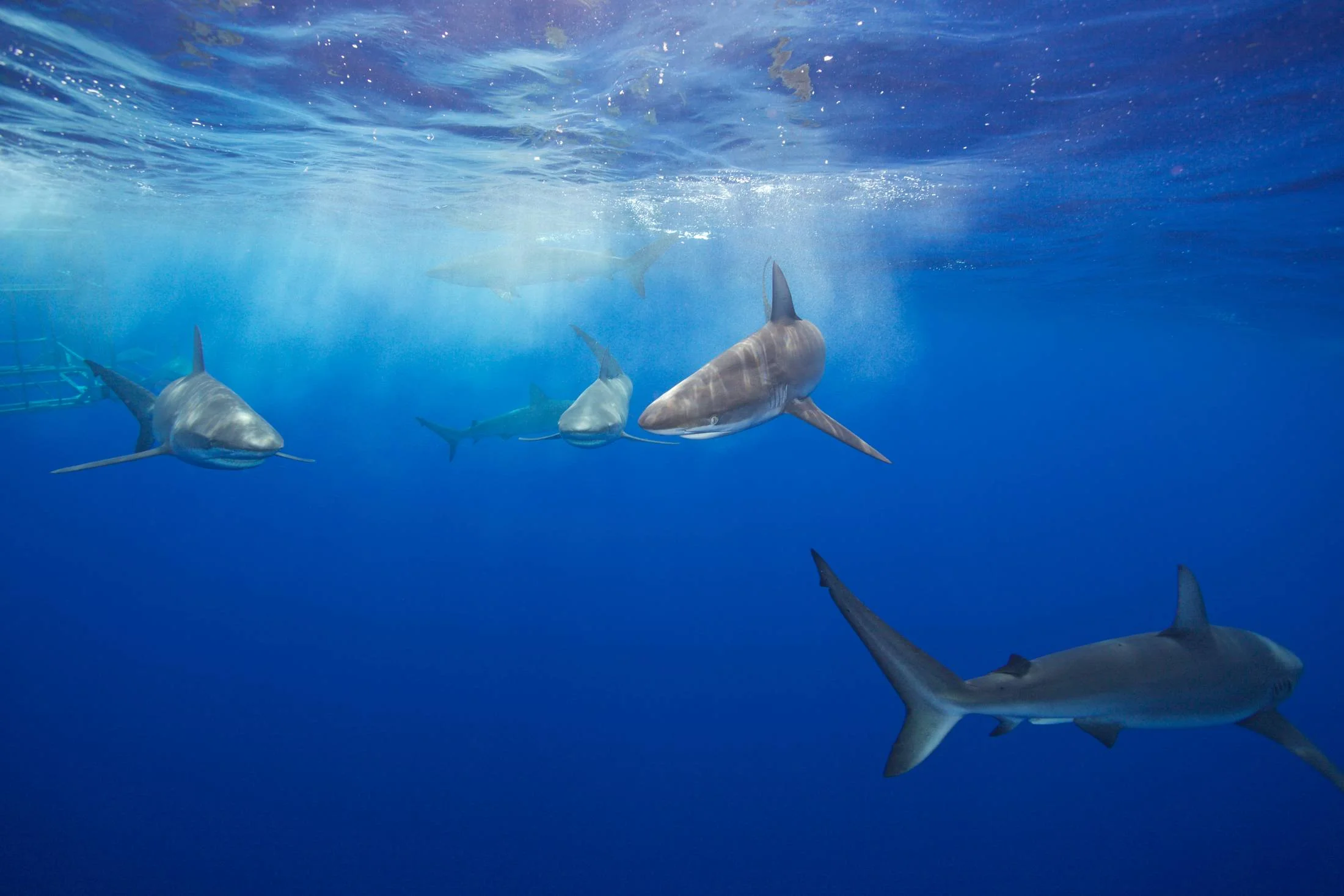Mark Cuban Shark Week 2.jpeg