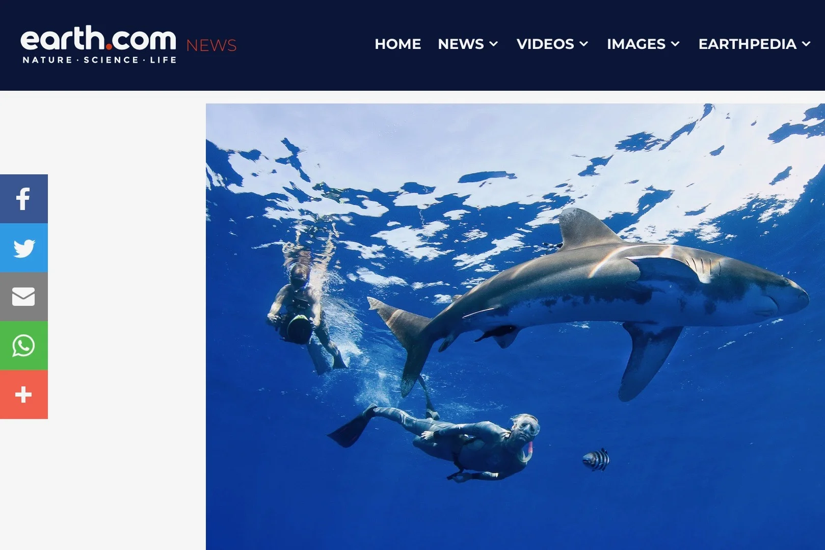 ProtectingSharks.jpeg