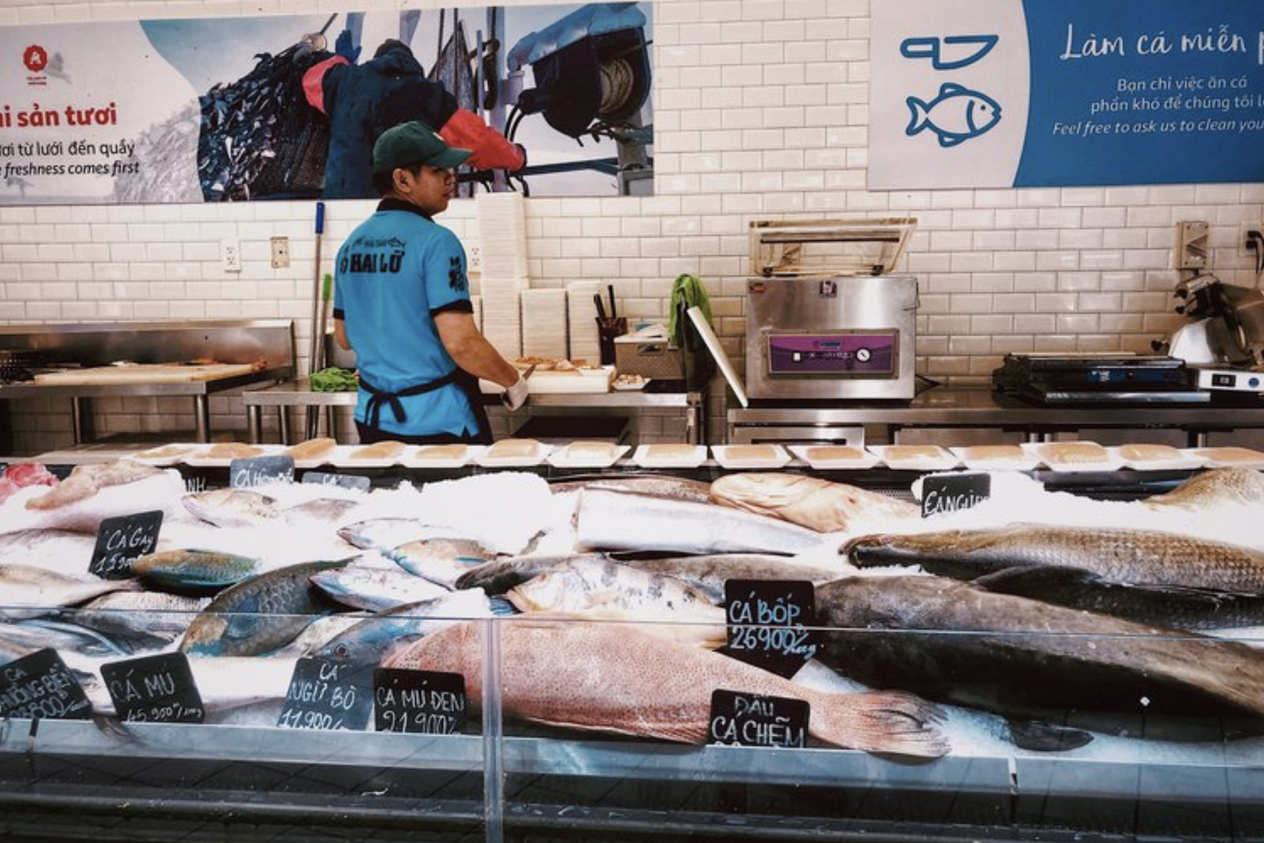 SharkMeat.png