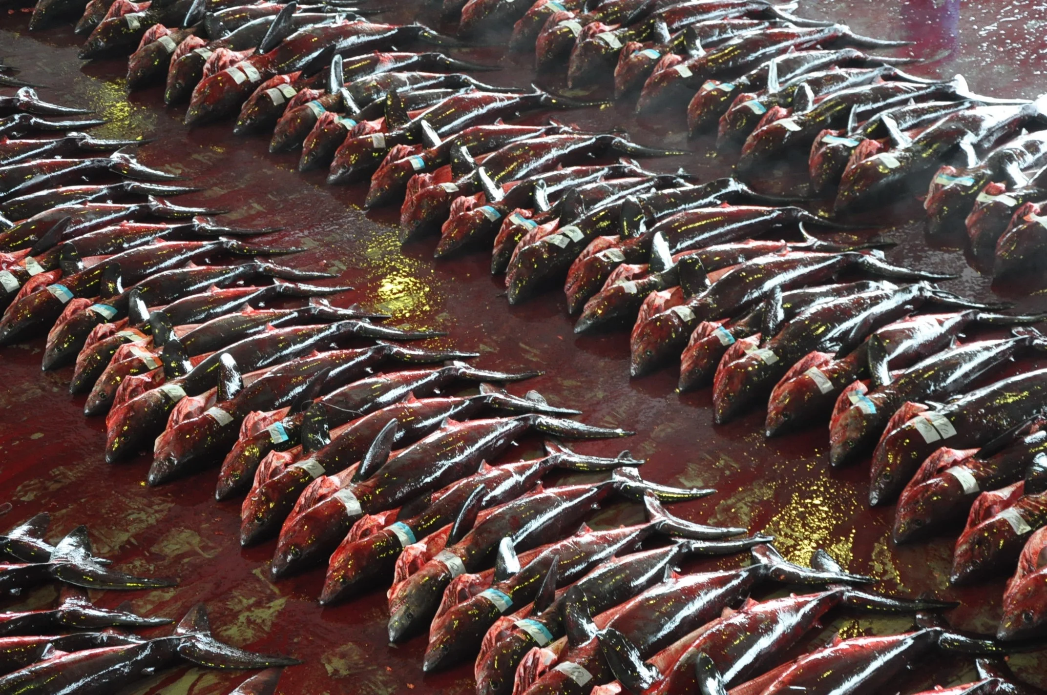 Salmon Sharks in Kesennuma Japan.jpg