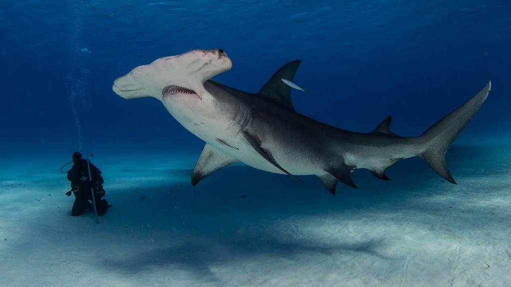 Valuation Report: Bahamas Great Hammerhead Sharks