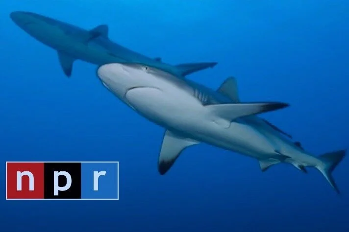 A Coronavirus Vaccine Could Kill Half A Million Sharks, Conservationists Warn  - NPR