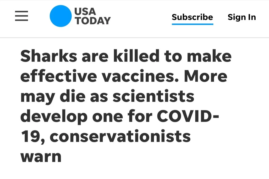 Sharks are Killed to Make Effective Vaccines. More May Die as Scientists Develop One for COVID-19 - USA Today