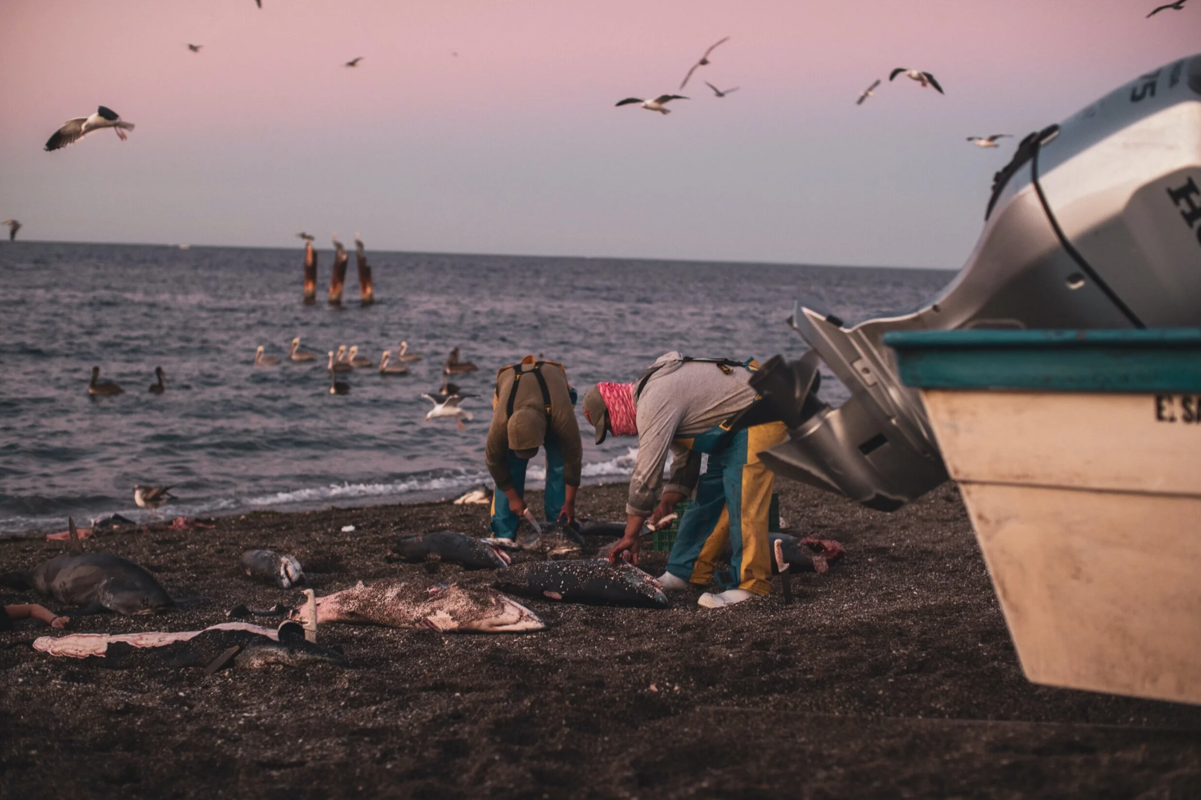 The Squalene Dilemma: How COVID-19 Vaccines Threaten Sharks and the Natural Marine Order - Inertia Network