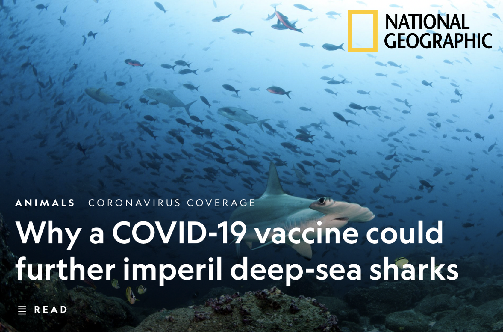 Why a COVID-19 Vaccine Could Further Imperil Deep-Sea Sharks - National Geographic