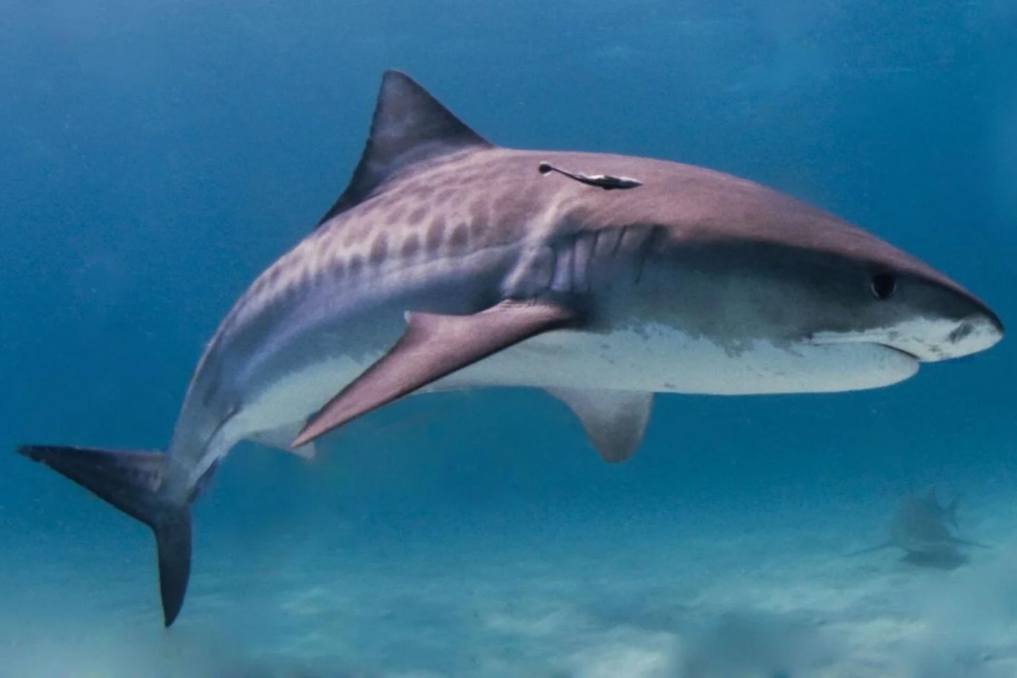COVID-19 Vaccine Might Require Compounds from Shark Liver - Canadian Geographic