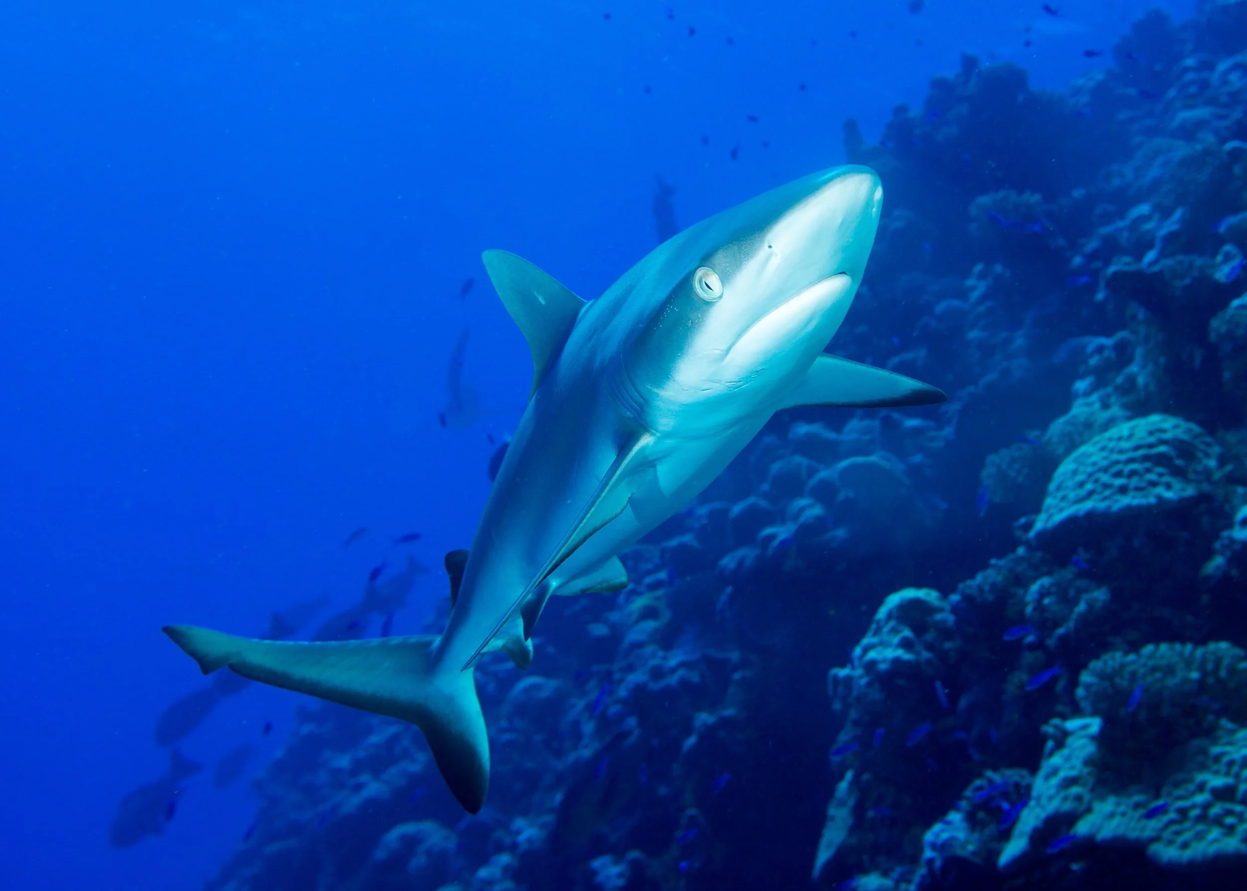 Sharks Could Pay the Price for COVID-19 Vaccine - Spectrum News1