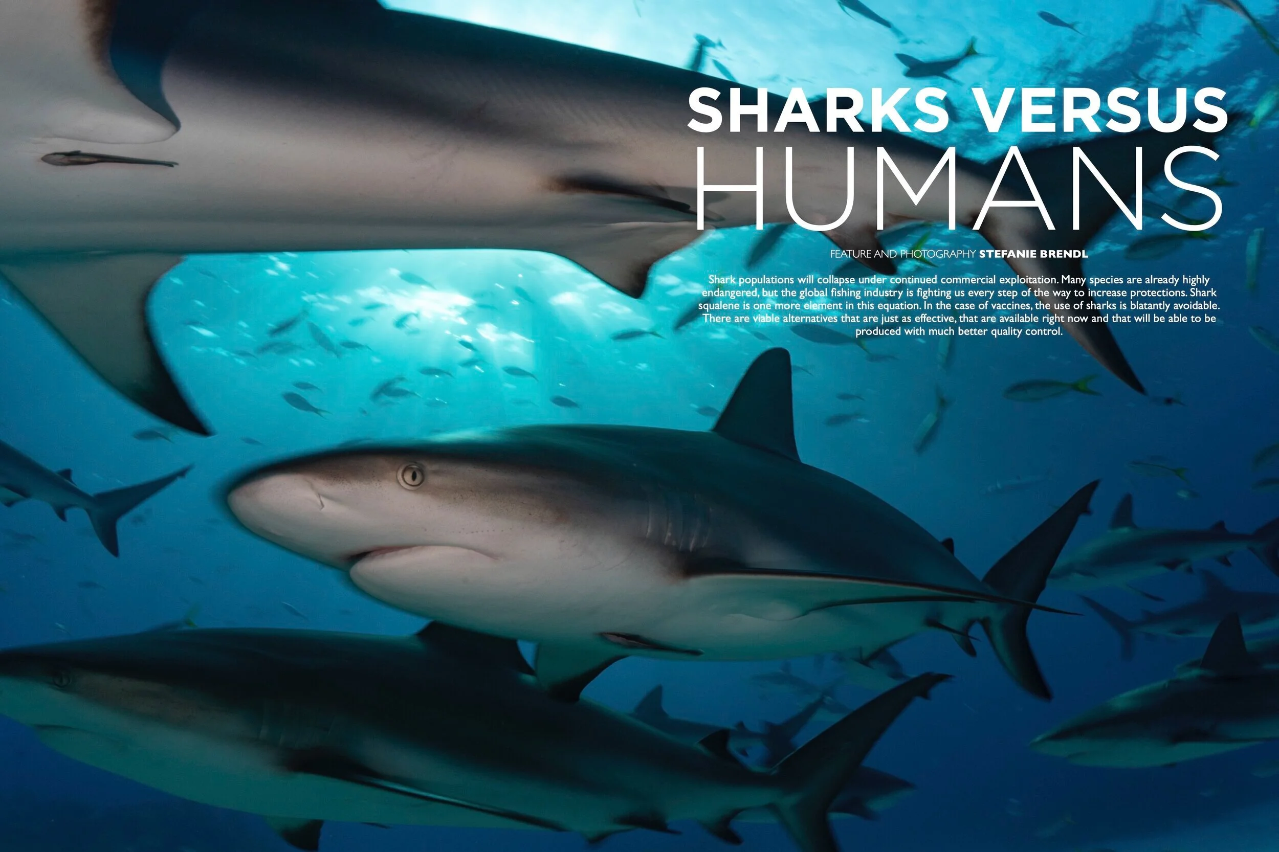 Sharks Versus Humans - Divers for the Environment