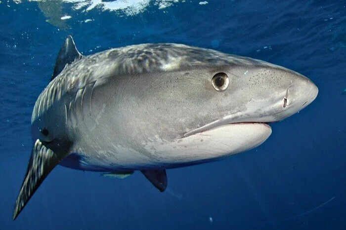 On the Hunt for Alternatives to Shark Squalene for Vaccines - Chemical &amp; Engineering News