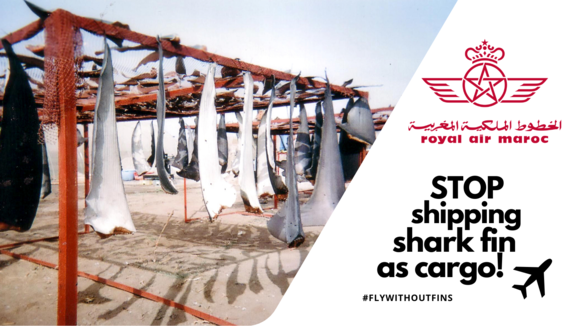 FLY WITHOUT FINS  Stop carriage of shark fins by airlines