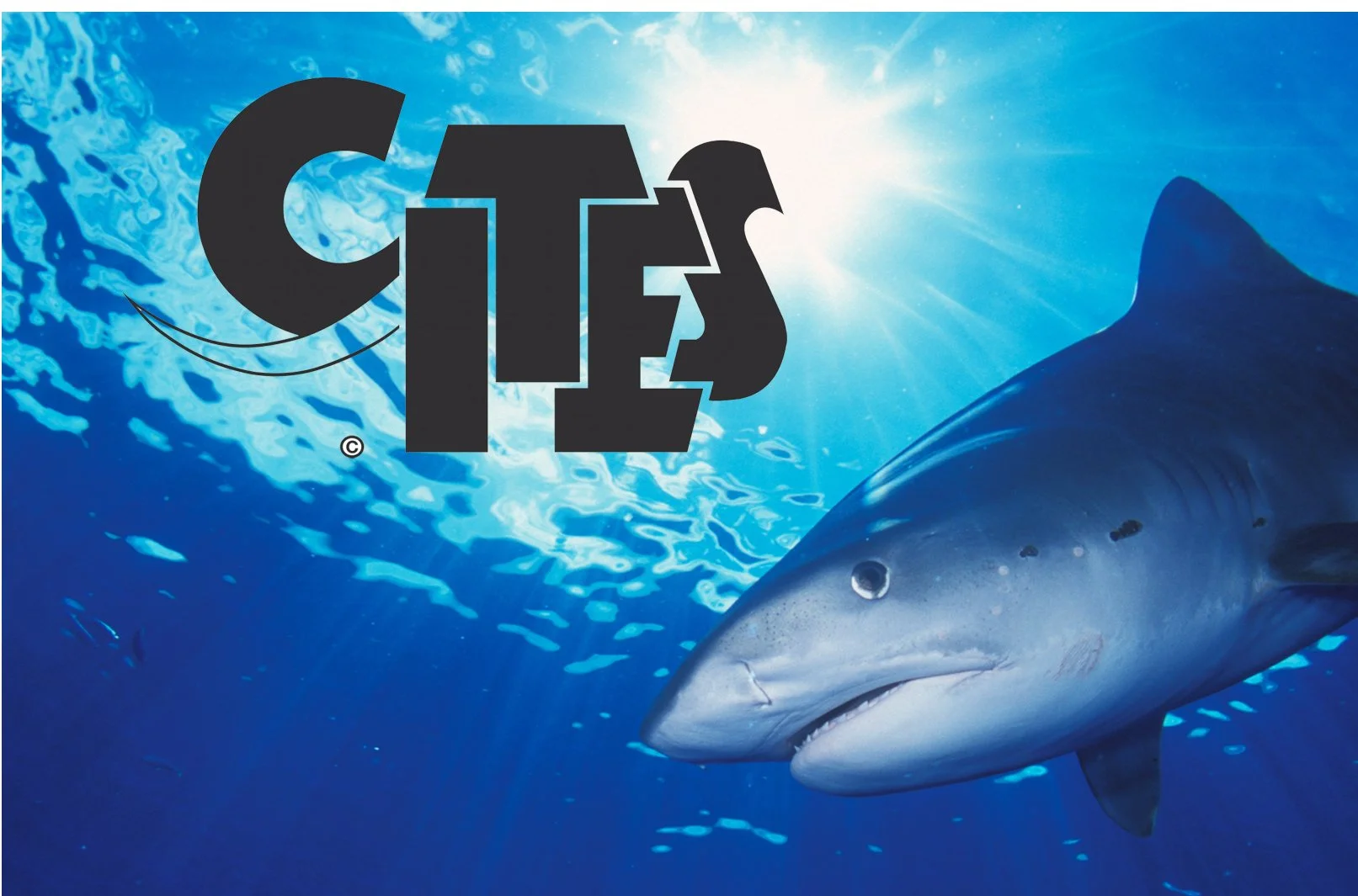 CITES Adds 60 Shark Species to Protected List