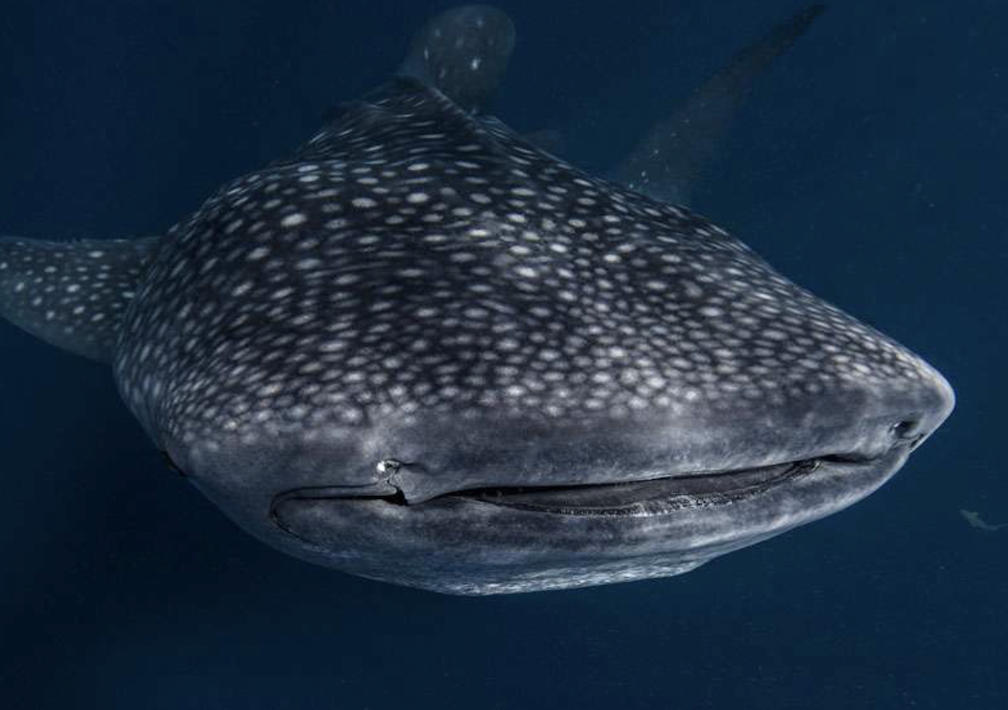 Valuation Report: Whalesharks - NW Mexican Pacific and Gulf of Mexico