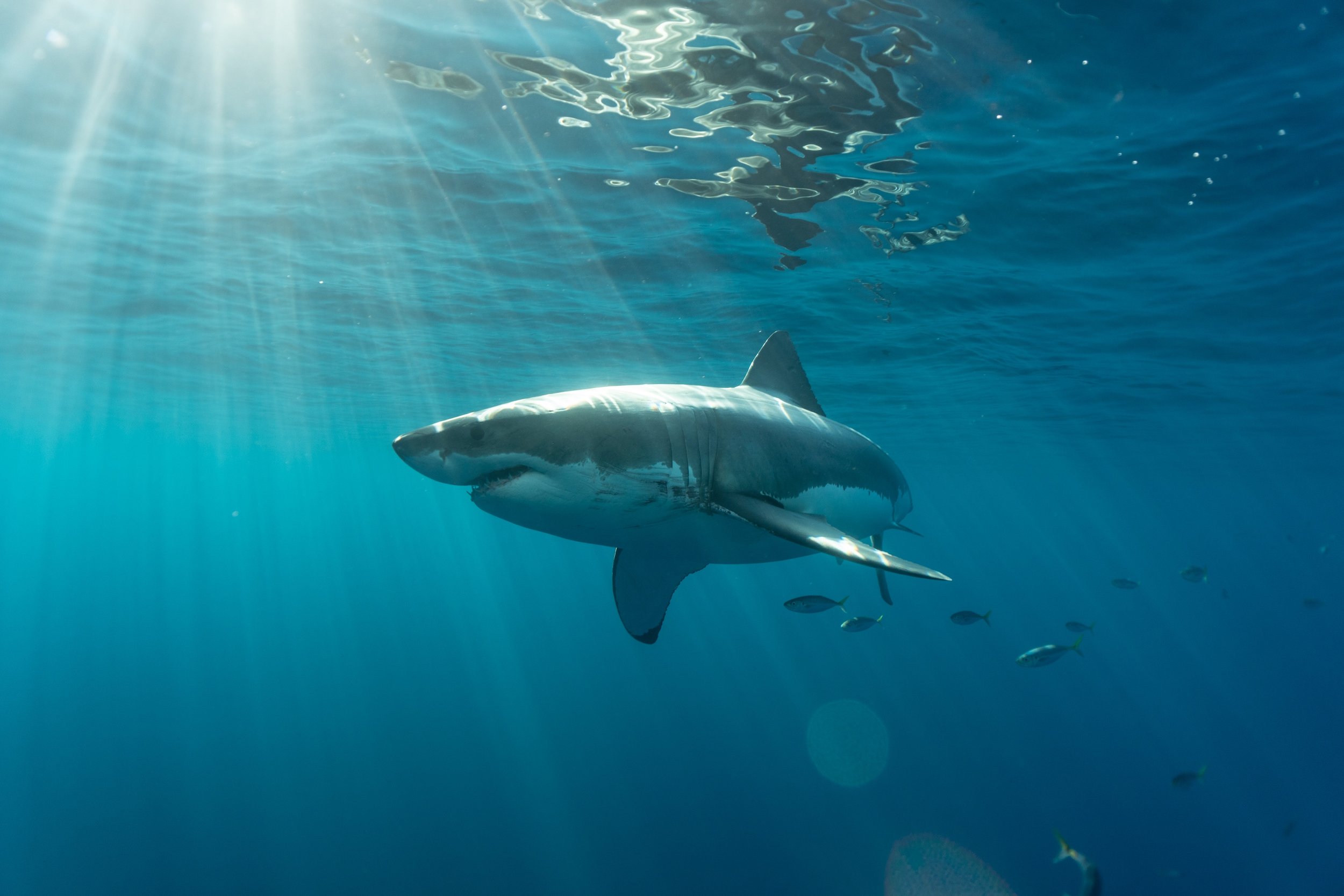 White shark newest banner.jpg