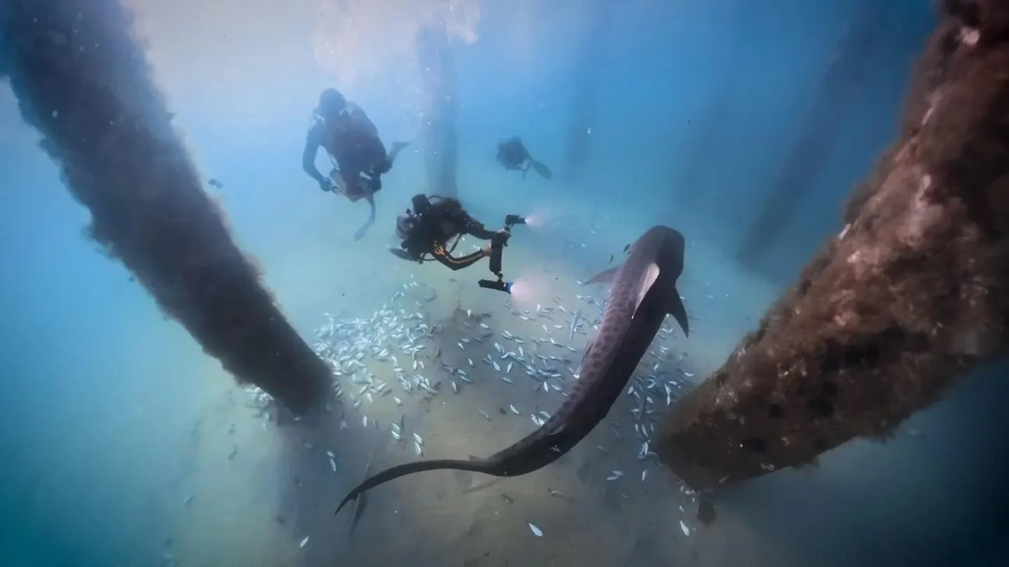 Tiger Sharks Are Now Converging En Masse On The Florida Panhandle