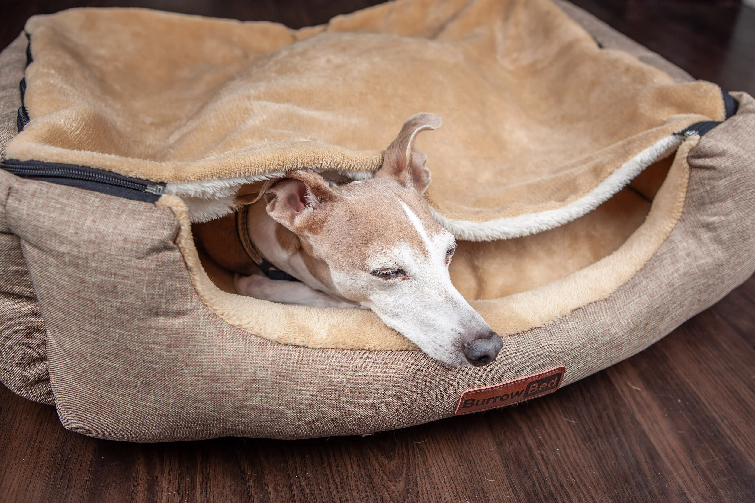 What Breeds Of Dogs Burrow