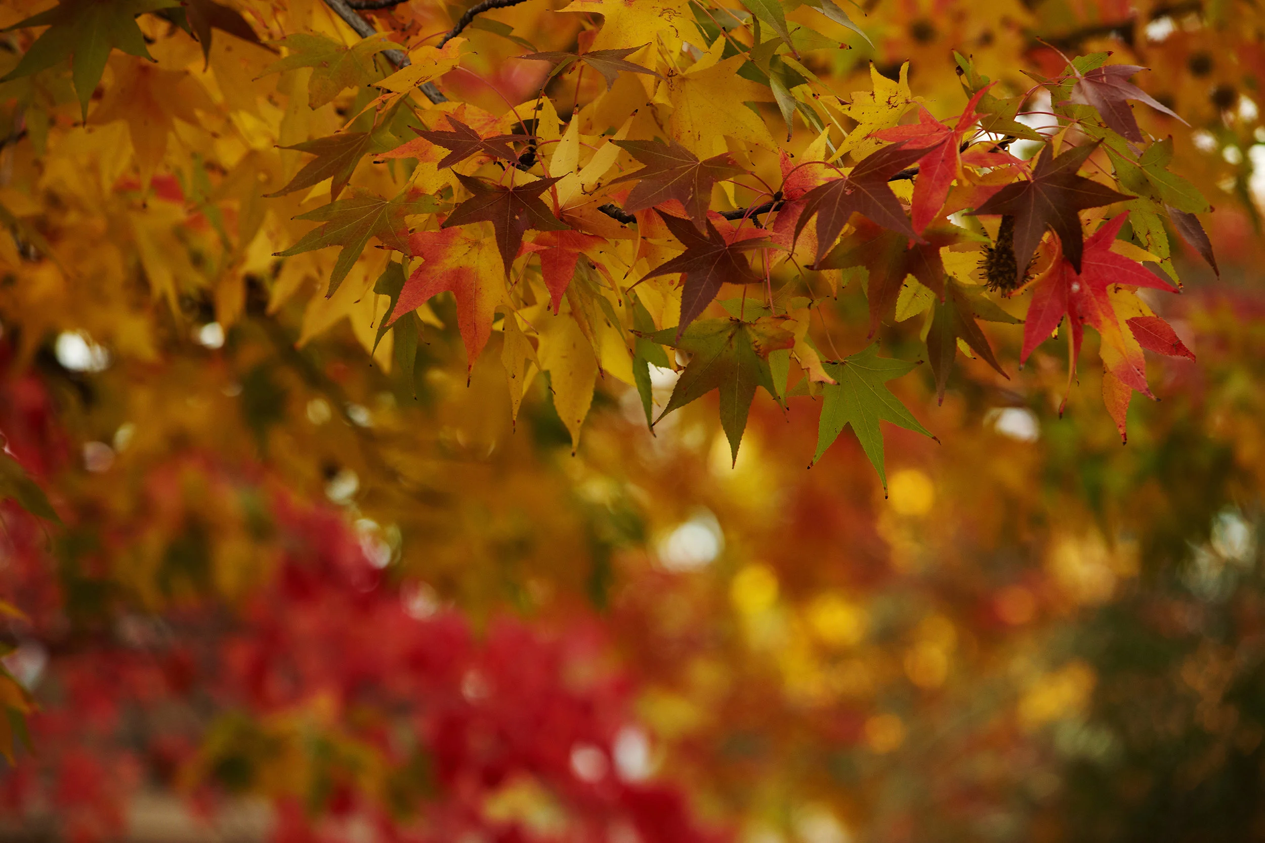 CHICO_STATE_IMG_8253.jpg
