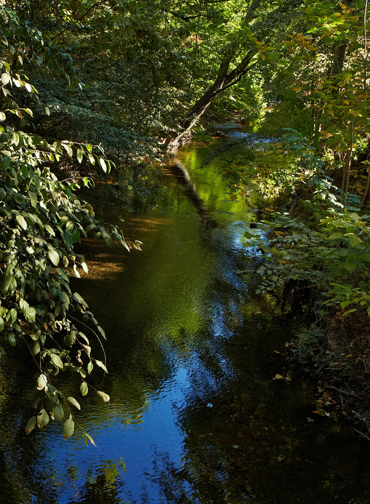 ChicoState_AlongCreek__9-8-2012_593A5270 1.jpg