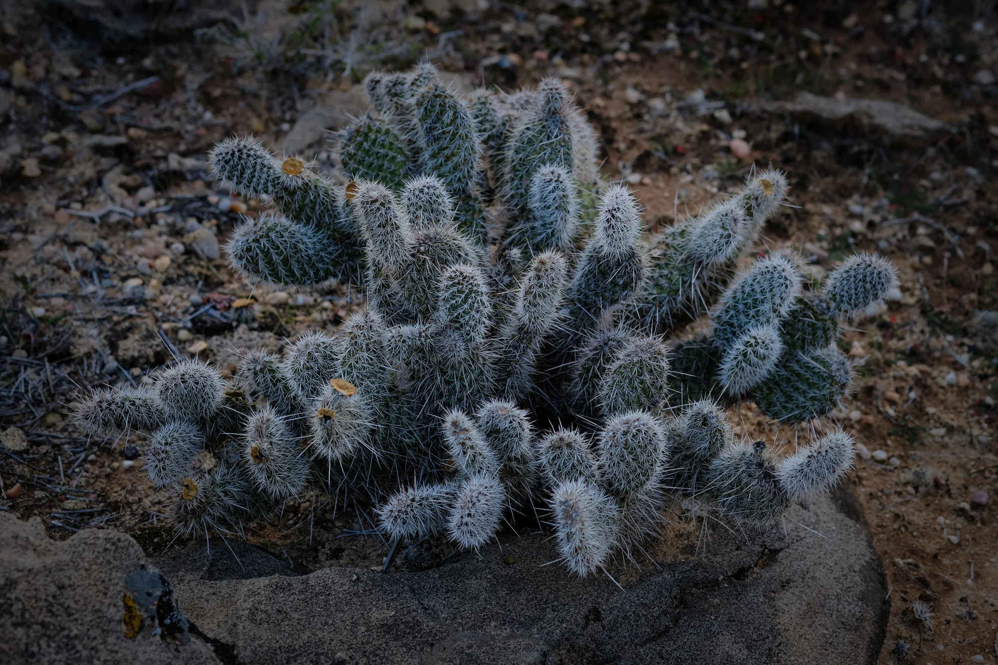 St. George Utah 2018-9.jpg