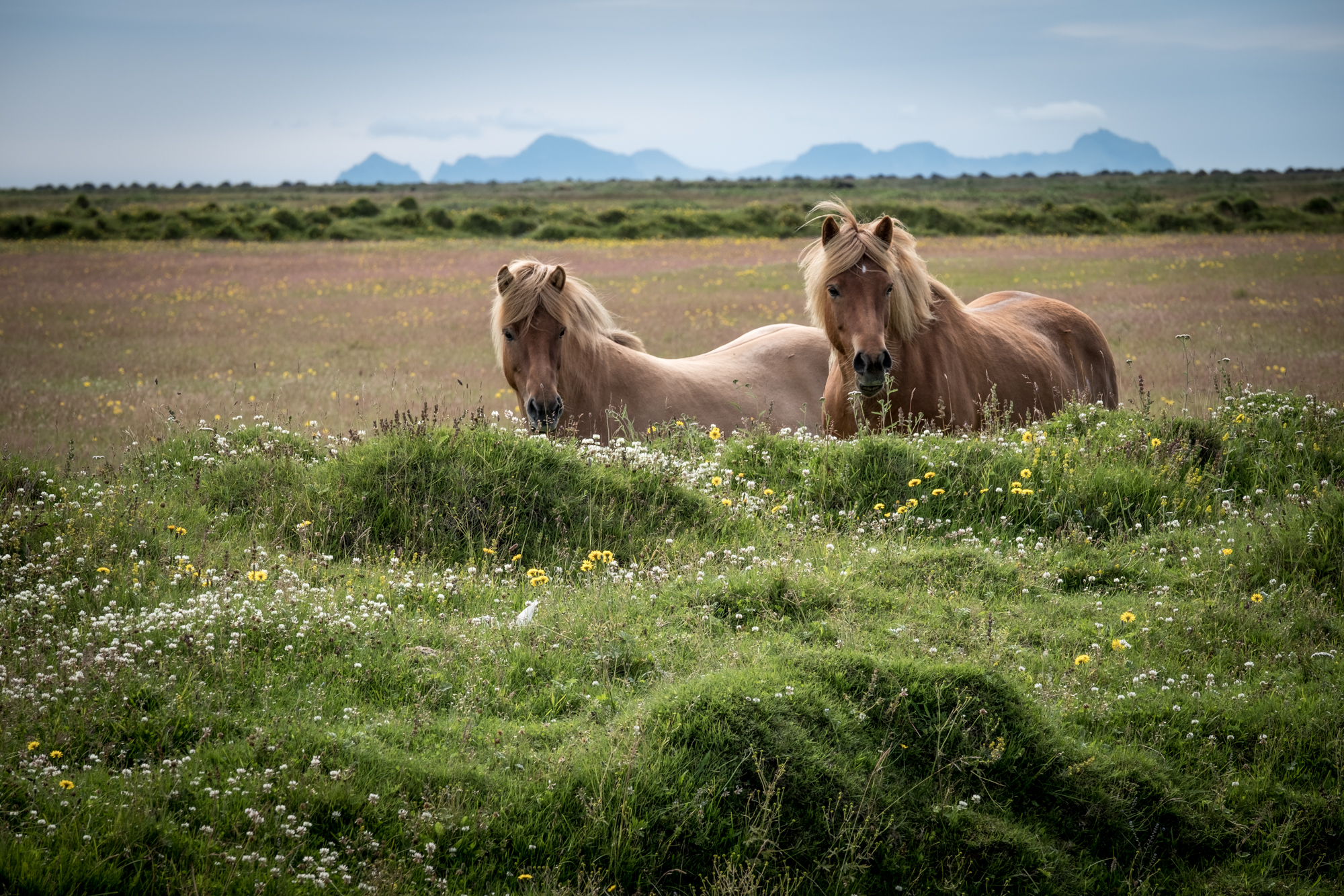 Iceland Lo-14.jpg