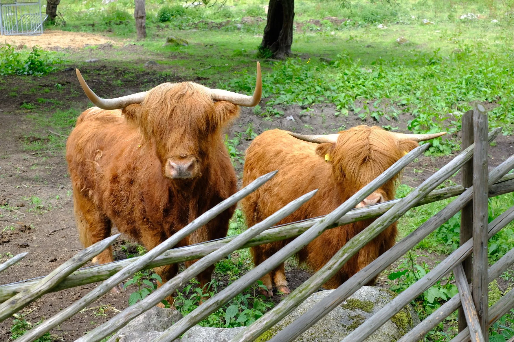 Day Seven - Tingsryd to Hässleholm (74mi)
