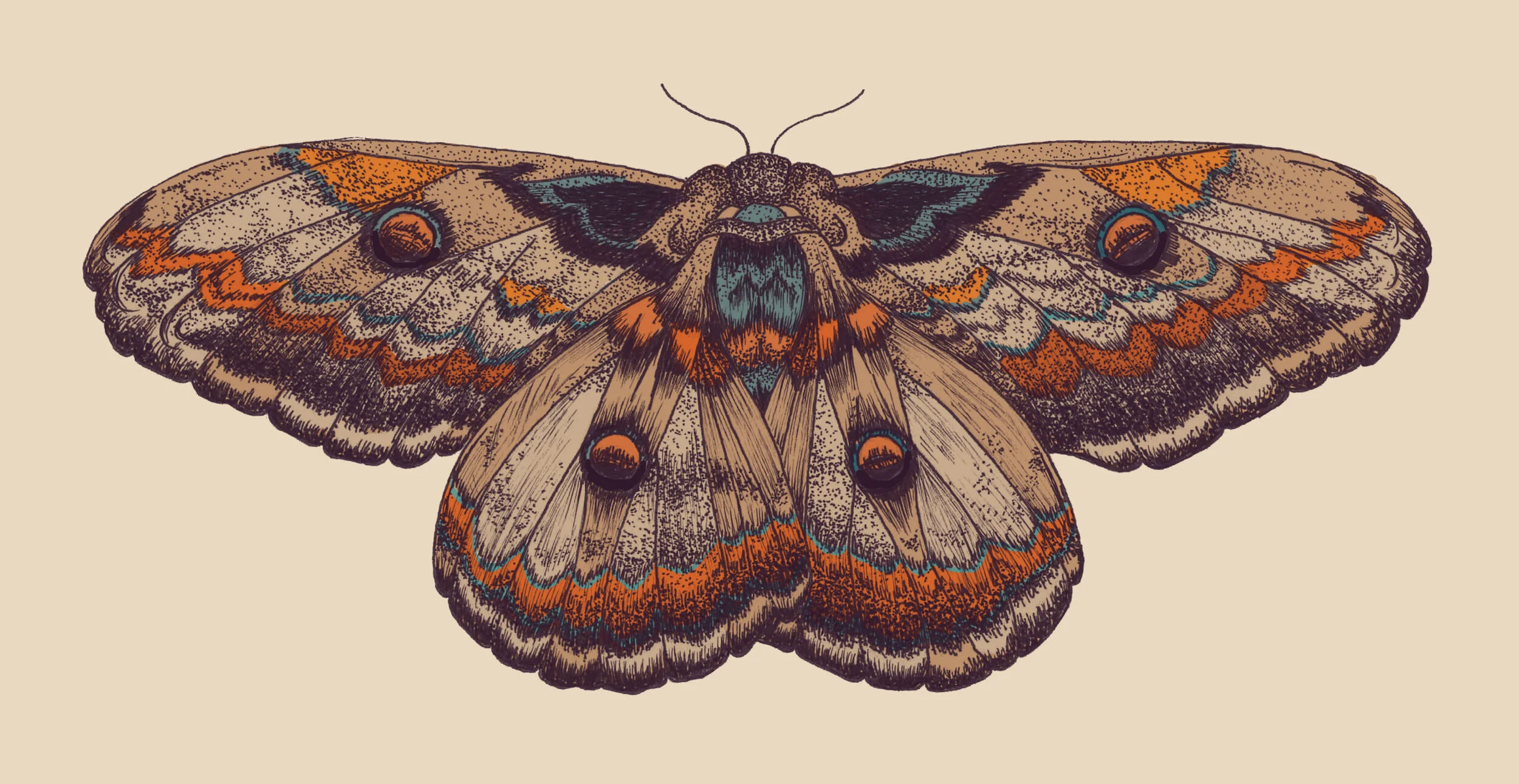 Moth cropped.jpg