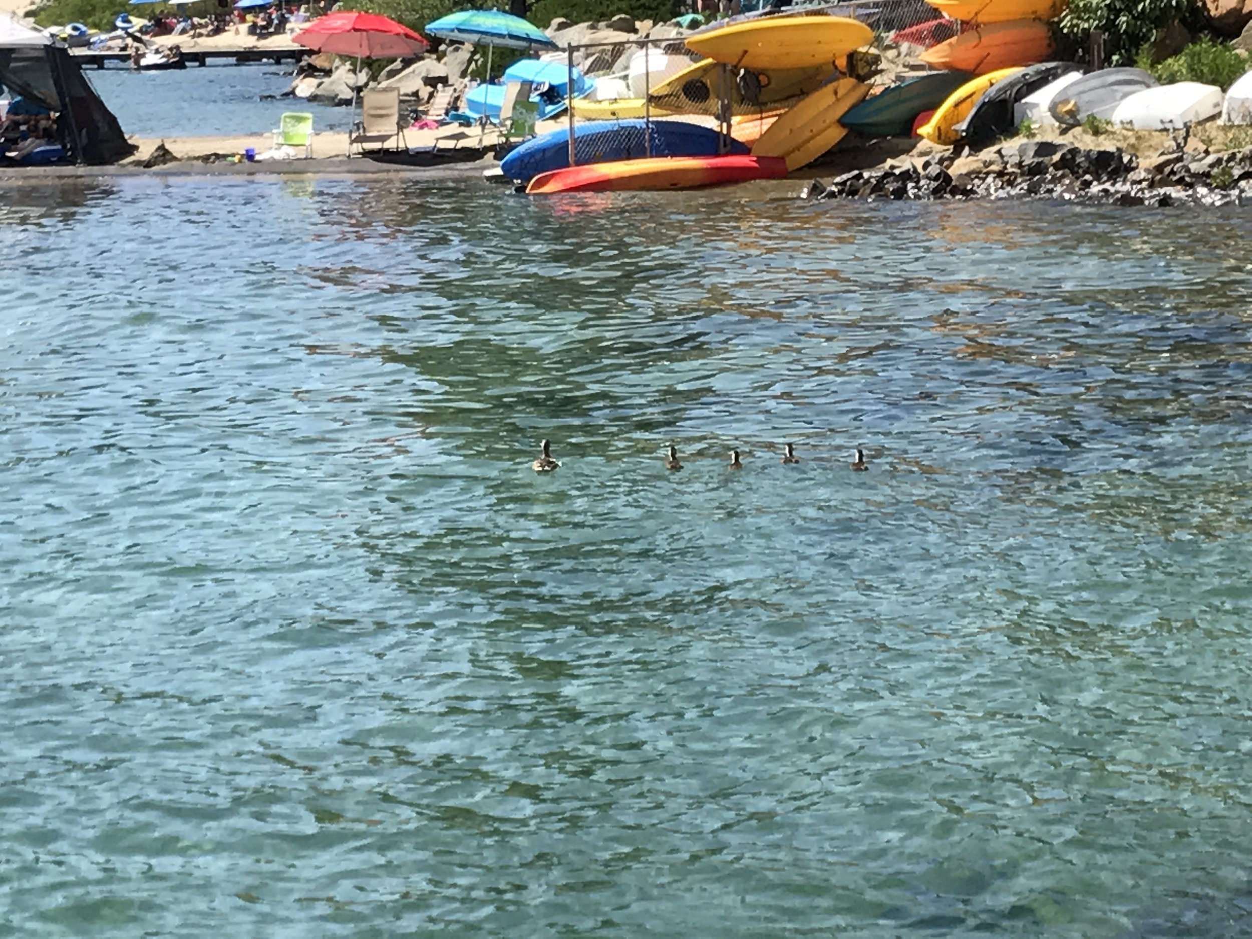 Got my ducks in a row...