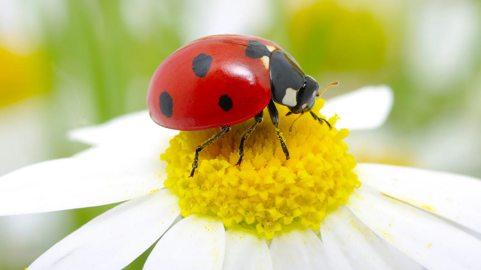 ladybug-daisy