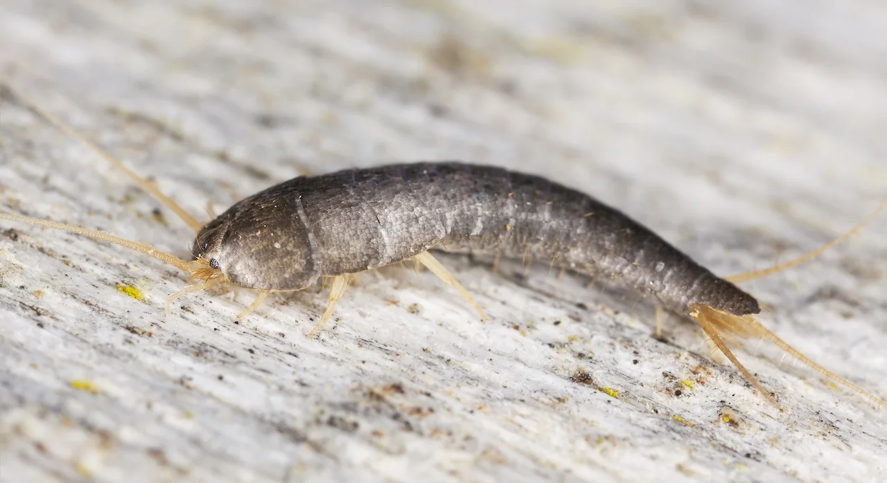 SILVERFISH-ON-WOOD