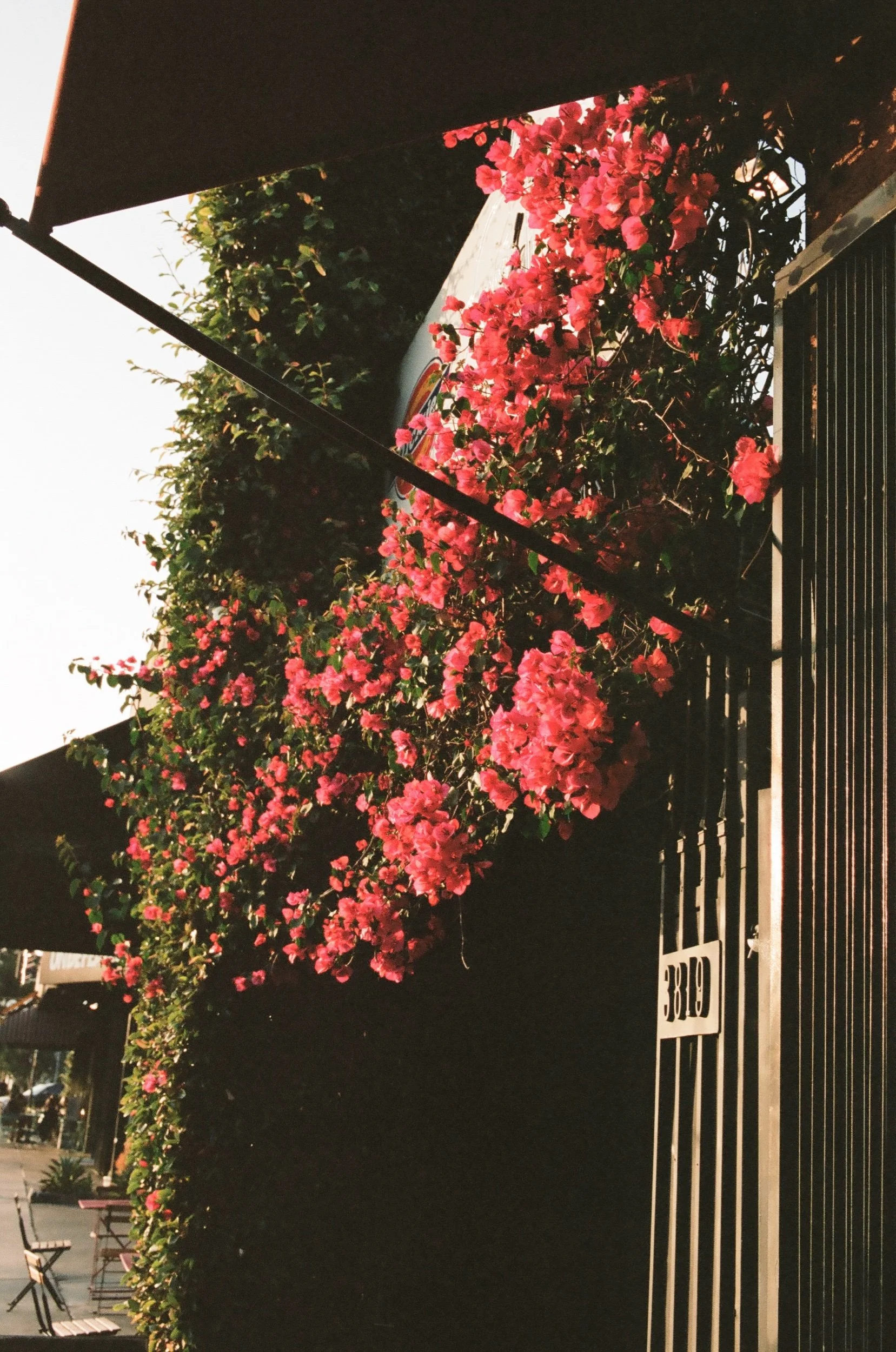 IMG_3230.jpeg