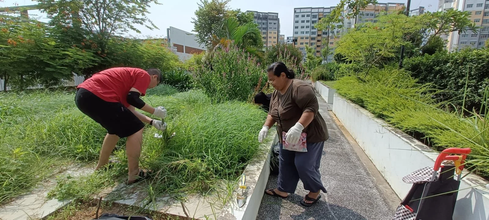 Community Garden (1).jpeg