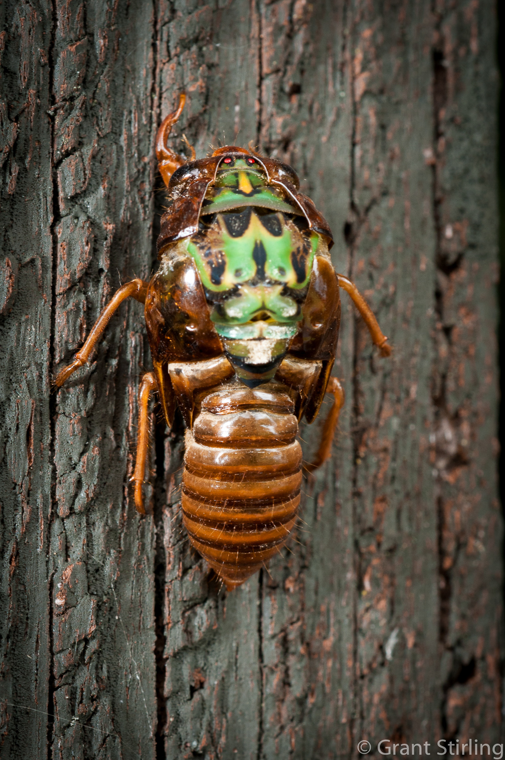 Cicada hatching-1249.jpg