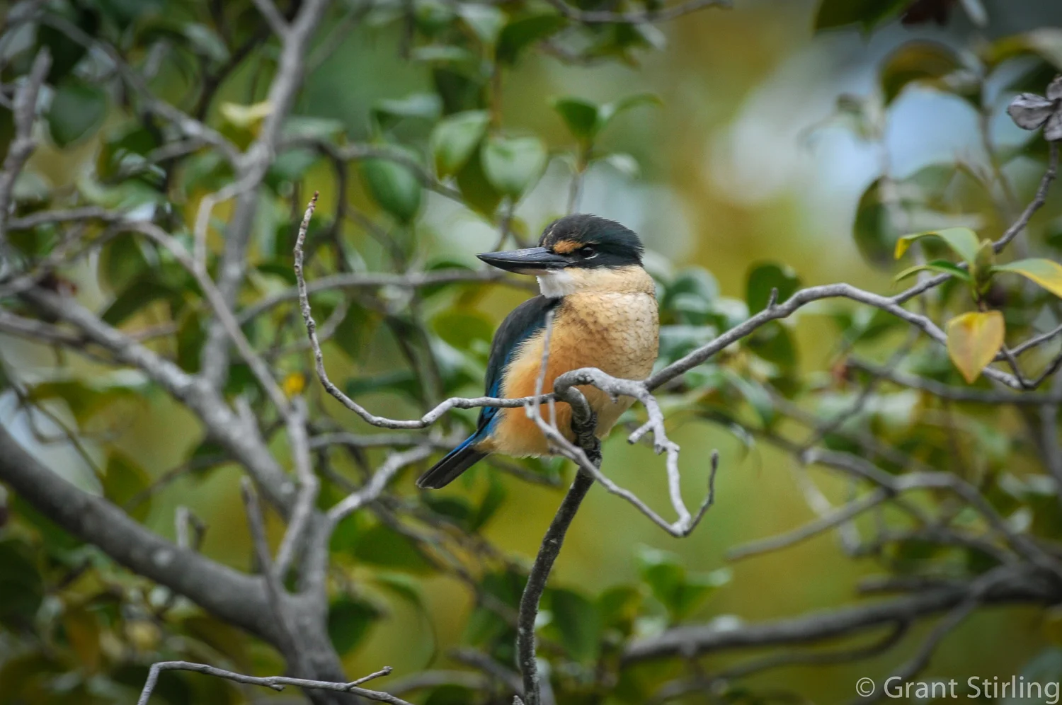 Kingfisher-3844-2.jpg