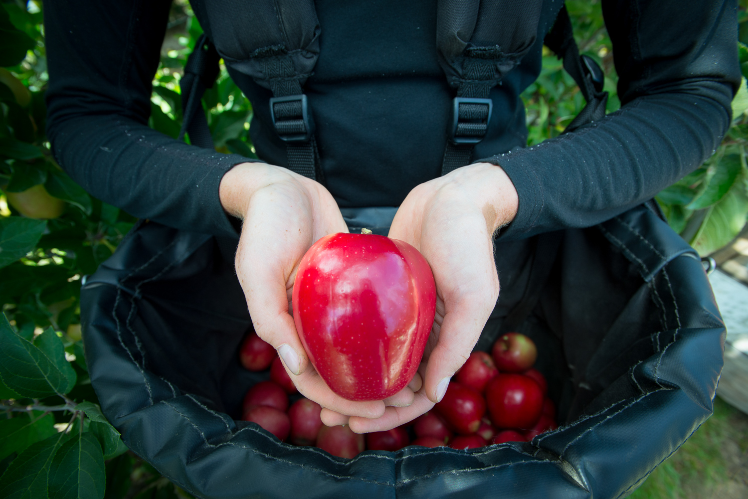 Apple in hand